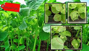 Maybe you would like to learn more about one of these? Hama Dan Penyakit Pada Bayam Serta Cara Pengendaliannya Paling Ampuh Faunadanflora Com