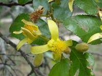 Image result for Grewia microthyrsa