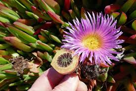 Image result for Carpobrotus
