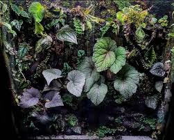 Image result for Begonia pulcherrima