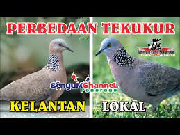 Perbedaan Tekukur Kelantan Vs Tekukur Lokal Youtube