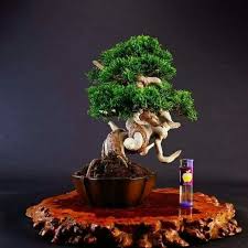 Choosing the appropriate rockswhile bonsai landscaping obviously does include a strong focus on the bonsai trees themselves, any respectable bonsai landsc. Pin By Bagus Wijaya On Bonsai Insp2 Bonsai Tree Bonsai Tree