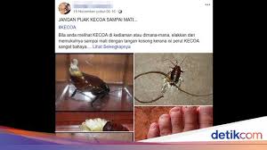 Maybe you would like to learn more about one of these? Viral Bahaya Injak Kecoa Bikin Cacing Masuk Ke Kulit Ini Faktanya