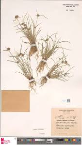 Image result for Stereochlaena cameronii