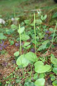 Image result for Ophioglossum reticulatum