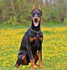 If you are thinking of bringing a dobie into your home, then the price is a serious consideration. The Doberman Pinscher Best Guard Dog In The World Click Here