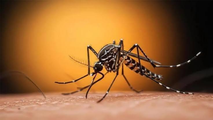 ডেঙ্গু রোগের লক্ষণ ও প্রতিকার