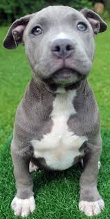 Here Is A Photo Of An Amazing Male Blue Pitbull Puppy That We Have For Sale To See Our Ava Blue Nose Pitbull Puppies Pitbull Puppies For Sale Pitbull Puppies