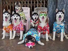 Richard Barrow In Thailand On Twitter Dogs Dog Shower Animals
