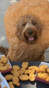 Prepare tyson® fully cooked chicken nuggets. Nugg Life Halloween Dogcostume That Goldendoodle