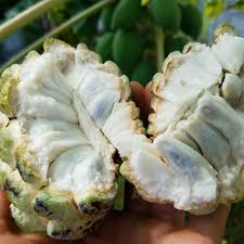 Deliciosa) buah mentega (diospyros blancoi) buah merah (pandanus conoideus) buah naga (hylocereus undatus) buah nona (annona reticulata) buni ( antidesma reticulata) cempedak (arthocarpus. 8 Manfaat Buah Srikaya Yang Ajaib Tak Banyak Diketahui Cegah Kanker Semua Halaman Grid Health