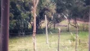 Segundo informações da prefeitura, a primeira neve do ano na cidade foi registrada no. Xjq2sewemqufam
