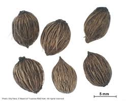 Image result for Coptosperma zygoon