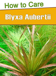 Image result for Blyxa aubertii