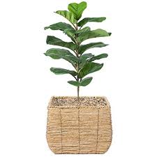 Check spelling or type a new query. Must Have Vintiquewise Qi003833 L Woven Square Flower Pot Planter With Leak Proof Plastic Lining Large Beige From Vintiquewise Accuweather Shop