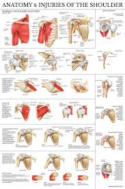 Laminated Anatomy And Injuries Of The Shoulder Poster