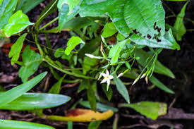 Image result for Chironia laxiflora