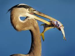 He is considered one of the founders of modern ecology and. Food Chain National Geographic Society