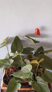 Check spelling or type a new query. 9 Tropical Beauties Ideas Tropical Plants Plants Tropical