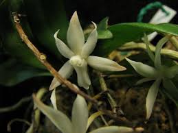 Image result for Summerhayesia