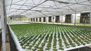 Commercial Growing Systems Stuppy Greenhouse