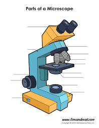 Sketch the platform of this microscope. Microscope Diagram Labeled Unlabeled And Blank Parts Of A Microscope