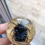 Curiosité boules en résine avec insecte scarabée ancienne ...