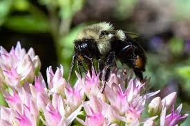 Pollinators, including bees, butterflies, beetles, birds and bats, play an essential role in maintaining healthy ecosystems. Tread Lightly In Your Yard And Garden Until Late April To Protect Native Pollinators Kawarthanow