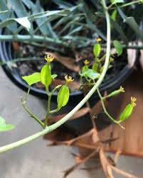 Image result for Dioscorea asteriscus