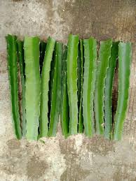 Although the fruit has a shape similar to quenepa, the colors are totally different: Dragon Fruit Cuttings Furniture Home Living Gardening Plants Seeds On Carousell