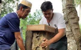 Padahal madu yang berasal dari lebah stingless ini memiliki kandungan khasiat terapeutik yang lebih. Pelekat Gesa Kaji Khasiat Madu Kelulut