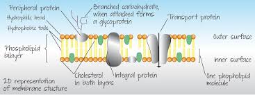 2d Structure Of Fluid Mosaic Model A Level Biology Mosaic Biochemistry