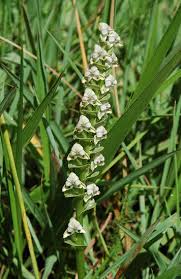 Image result for Disperis sp. nov. aff. bifida