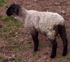 Diarrhea Scours In Small Ruminants Osu Sheep Team