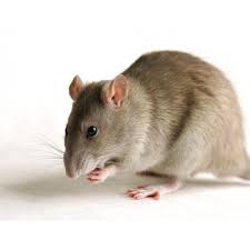Pests, such as ants, cockroaches and rats, can bring germs and diseases to your greater sacramento household and requires the work of the best exterminator always remember, for the best elk grove, citrus heights and sacramento exterminators, for rat control, ant control, and all other pest control. Pest Control Against Mouse 220v Home Pest Repellent For Cockroach Pest Repeller For Rodents Pest Eclats Antivols