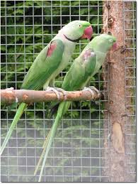 In diesem video gehe ich darauf ein, warum man keine kleintiere aus zooläden kaufen sollte. Kois Kategorie Zuchtpaare Bild Goffin Kakadu