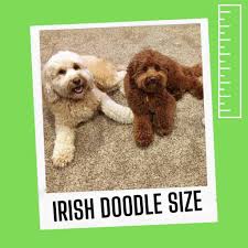 Maybe you would like to learn more about one of these? How Much Does An Irish Doodle Cost Puppy Price Guide Oodle Life