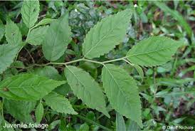 Image result for Homalium