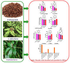 Image result for Paullinia pinnata
