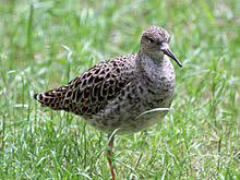 Word origin late 16th century (originally the name of a card game resembling whist): Ruff Bird Wikipedia
