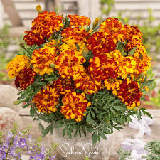 Image result for Tagetes patula