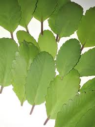 Image result for Kalanchoe pinnata