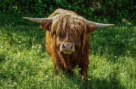 高地牛（英語： highland cattle 或 kyloe ，蘇格蘭蓋爾語： bò ghàidhealach ）是一種原產於蘇格蘭 高地的家牛品種，以長毛和長角為特徵。有紅、黑、黃、暗褐、雜色等顏色。 目前在北美洲、澳洲等地皆有飼育。 高地牛是很早就有的一種牛，人們幾百年前就發現牠的蹤迹了。 å¥å£®çš„è‹æ ¼å…°é«˜åœ°ç‰›å›¾ç‰‡ç¬¬12å¼ å°ºå¯¸ 5800x3835 å¤©å ‚å›¾ç‰‡ç½'