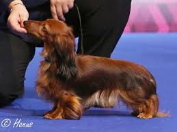 Group Iv Winner At European Dog Show Dachshund Miniature Longhaired Ursa Emmonsi Owned By Moziko Long Haired Dachshund Wiener Dog Dachshund Puppy Miniature