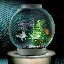 pin by sue fluhr on aquariums small fish tanks fish tank aquarium fish