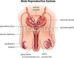 Human anatomy drawing for artists. Anatomy Of The Male Reproductive System Illustration Of The Anatomy Of The Male Reproductive System On A White Background Canstock