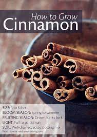 Growing Tasty Tropical Cinnamon Gardening Tips Mother Earth Living Container Gardening Gardening Tips Plants