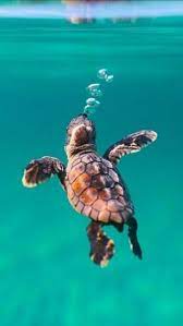 Baby Turtle Click Here To Download Baby Turtle Download Nature Wallpaper Ba Click Here To Download Baby Turtl Cute Baby Animals Baby Turtles Cute Animals