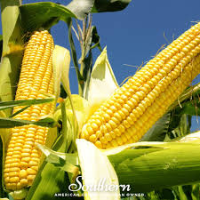 Image result for Zea mays