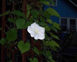 Ebay.com has been visited by 1m+ users in the past month Top 10 Plants For Night Gardens Houzz Nz